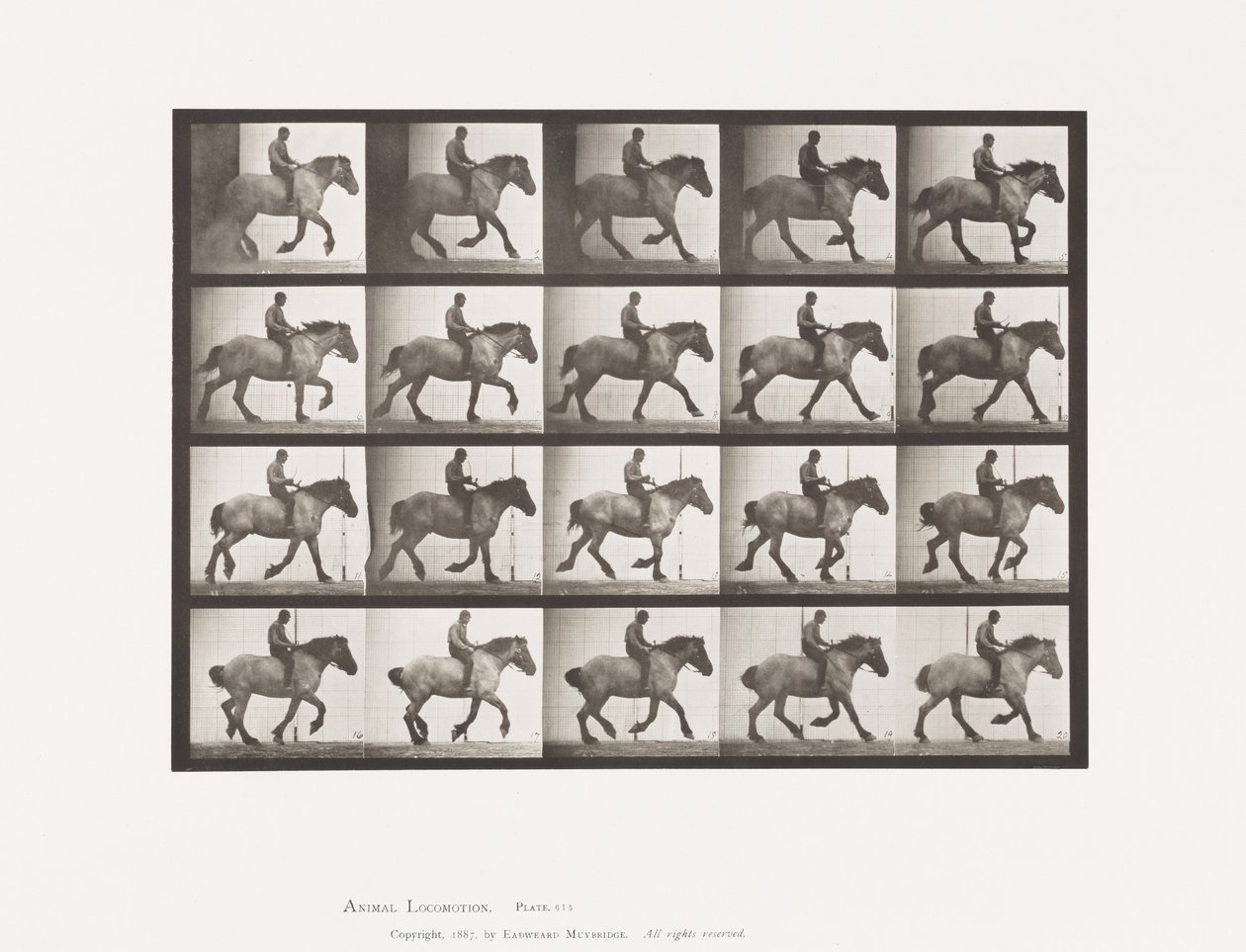 Placa 615. Trote: Sin Montura; Caballo Belga Oscuro-Gris Hansel de Eadweard Muybridge
