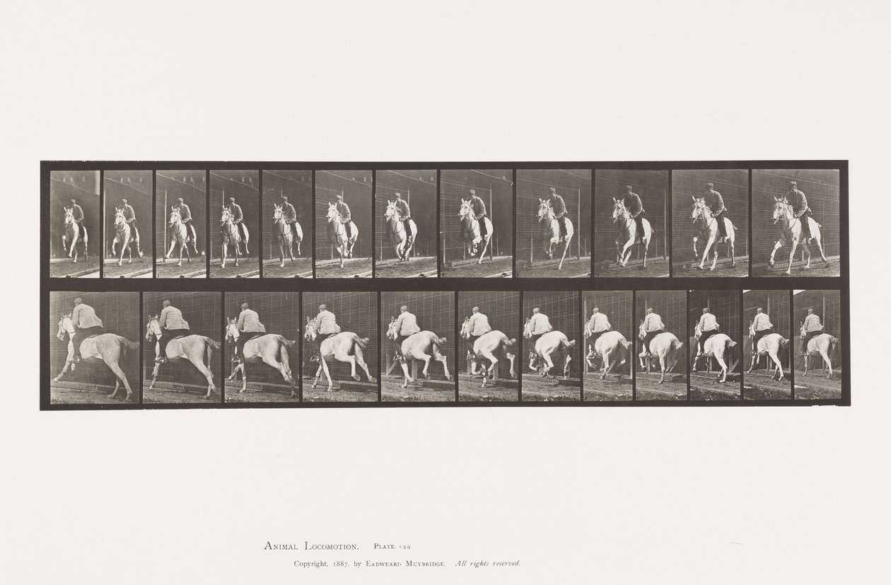 Placa 630. Galope; Silla; Yegua gris Pandora de Eadweard Muybridge