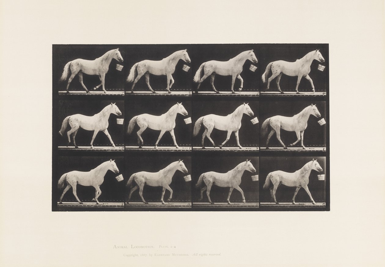 Placa 650. Caminando con un Cubo en la Boca; Caballo Gris Claro de Eadweard Muybridge