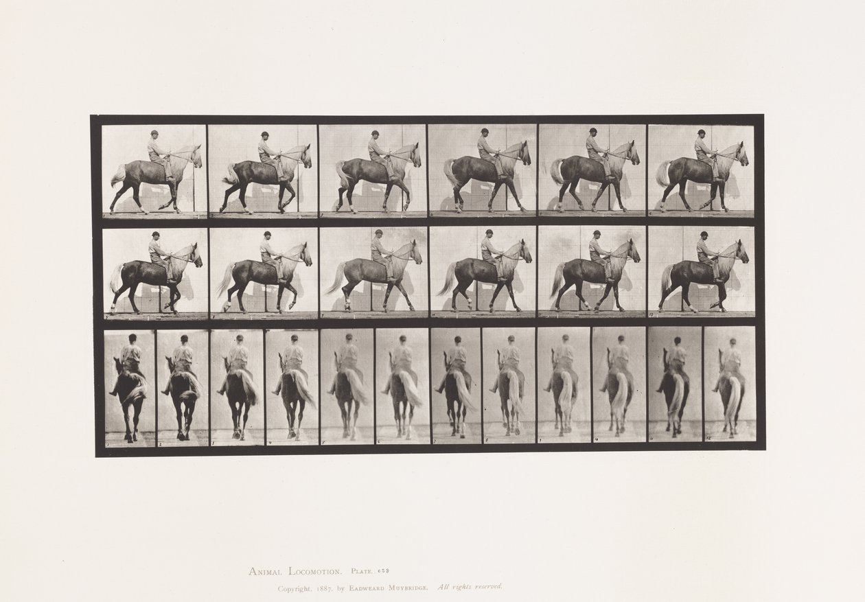 Placa 653. Caminando; Silla; Cojo, Pie delantero derecho; Caballo-Buckskin de Eadweard Muybridge
