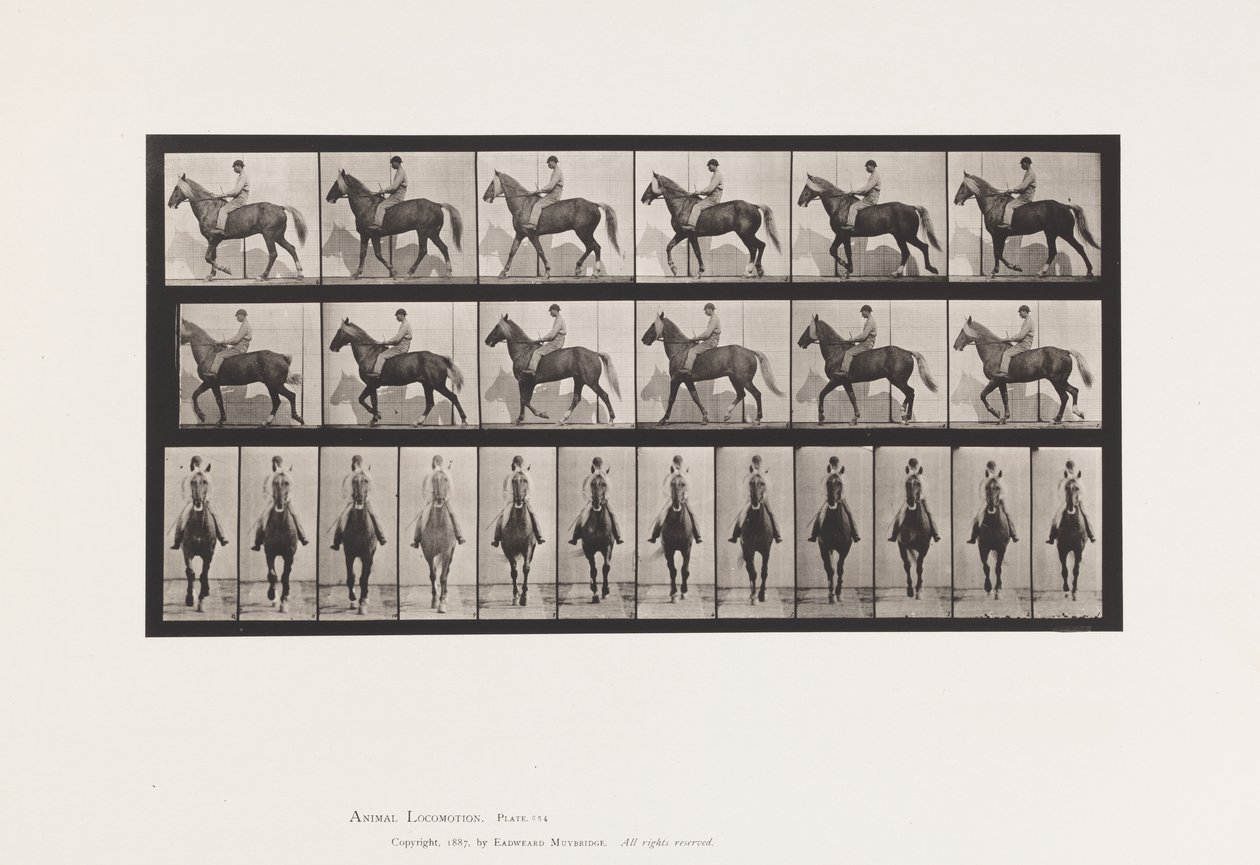 Placa 654. Caminando; Silla; Cojo, Pie delantero derecho; Caballo-Buckskin de Eadweard Muybridge