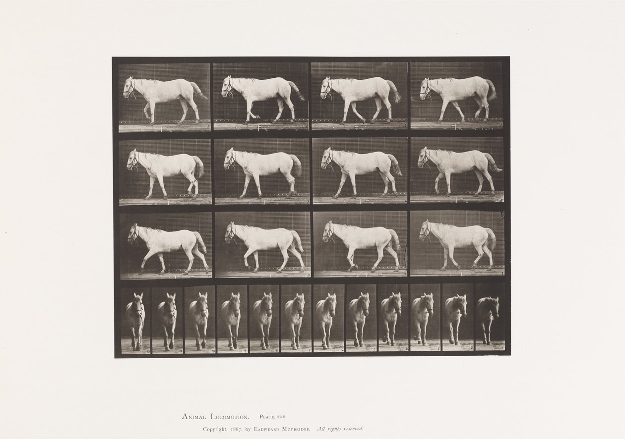 Placa 656. Caminando; Libre; Osificación del Cartílago de Eadweard Muybridge