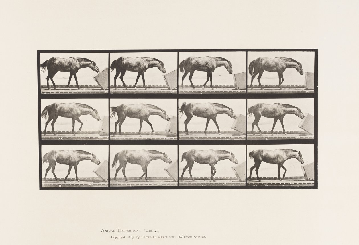 Placa 657. Rodando una Caja; Pony, Lotta de Eadweard Muybridge