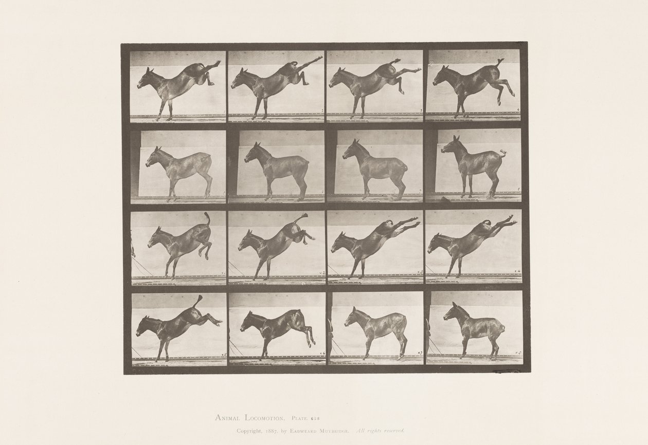 Placa 658. Mula; A, pateando; B, pateando Ruth de Eadweard Muybridge