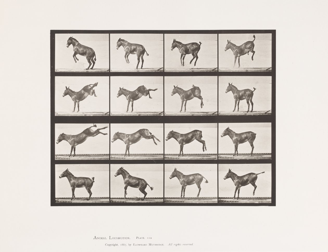 Placa 659. Mula; A, B, Corcoveando y pateando; Ruth de Eadweard Muybridge
