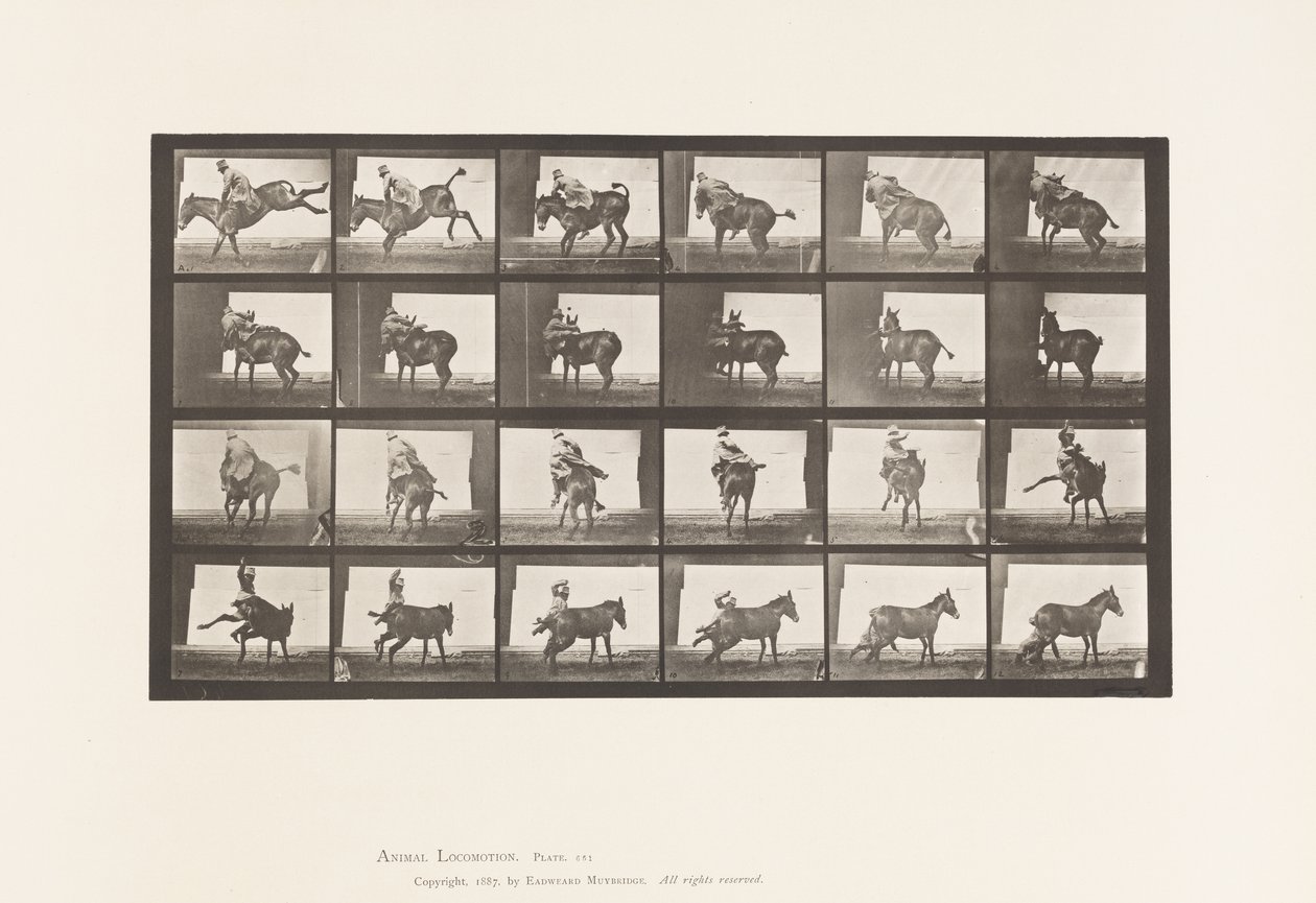 Placa 661. Mula; A, B, Un Animal Refractario Ruth de Eadweard Muybridge