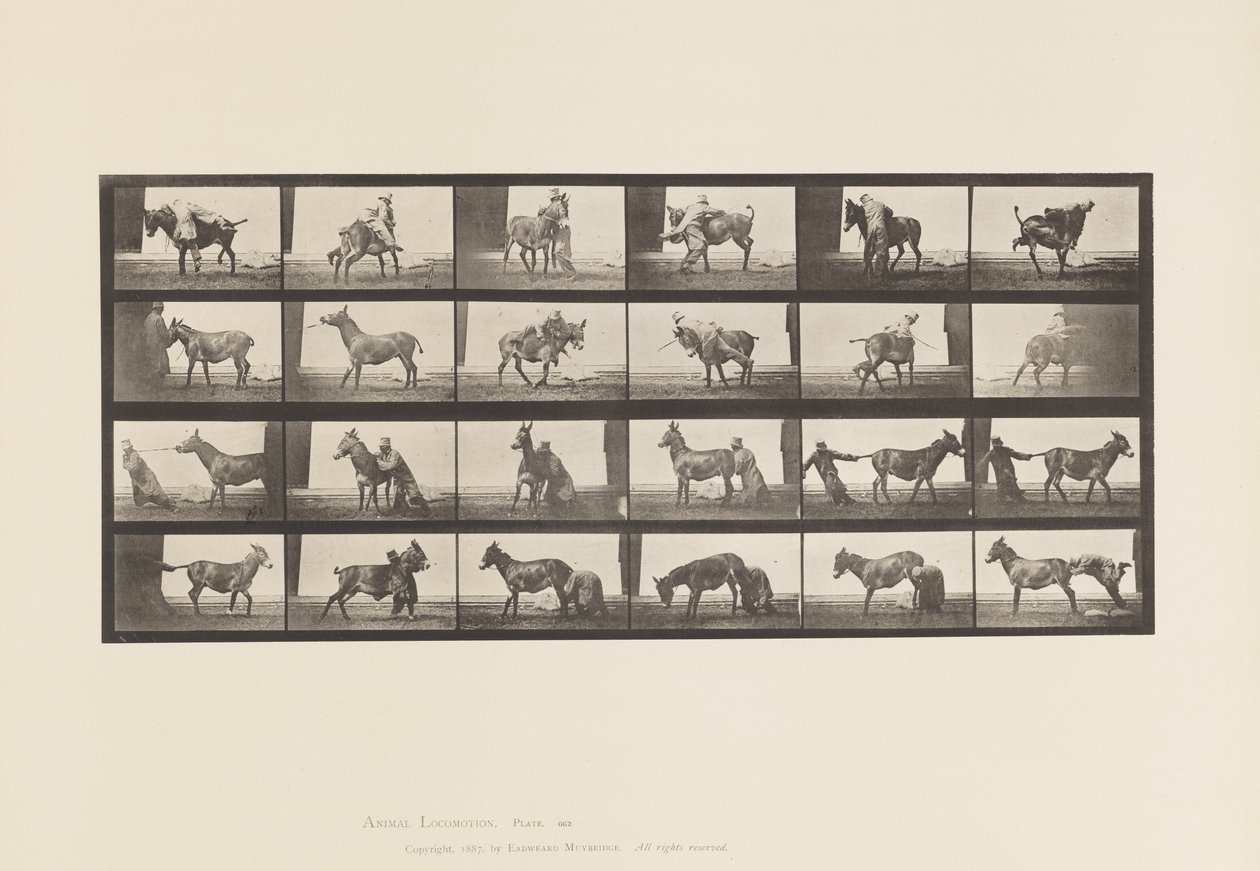 Placa 662. Mula; A, B, Un animal rebelde Denver de Eadweard Muybridge