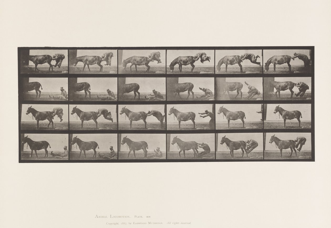 Placa 663. Mula; A, B, Un animal refractario Denver de Eadweard Muybridge