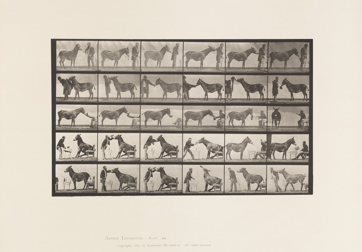 Placa 664. Mula; Varias Actuaciones; en una Mesa, etc. de Eadweard Muybridge