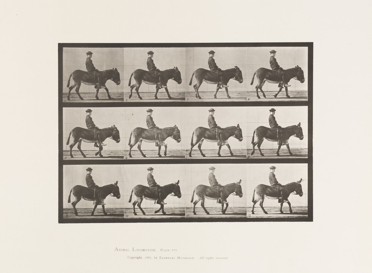 Placa 665. Asno; Caminando; Sin Montura; un Niño Montando, Jennie de Eadweard Muybridge