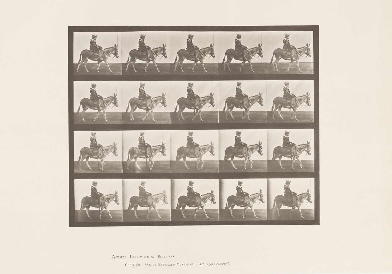 Placa 666. Asno; Caminando; Silla; Una Niña Montando, Zoológico de Eadweard Muybridge