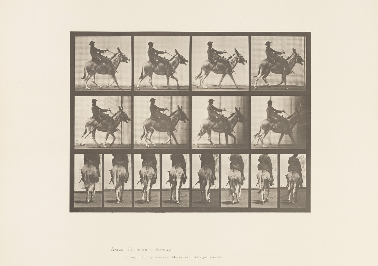 Placa 668. Asno; Amblando; Silla; Un niño montando, Zoológico de Eadweard Muybridge