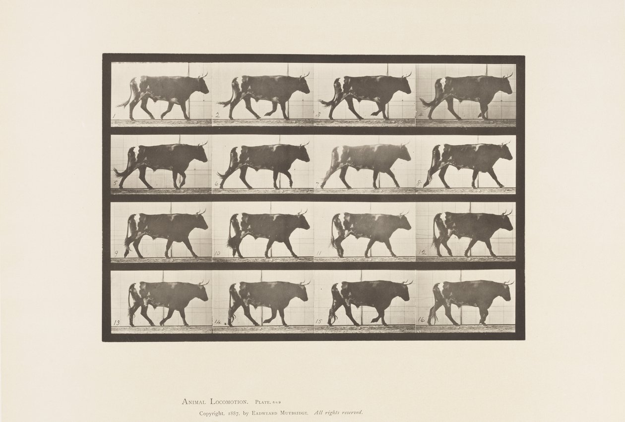 Placa 669. Buey; Caminando de Eadweard Muybridge