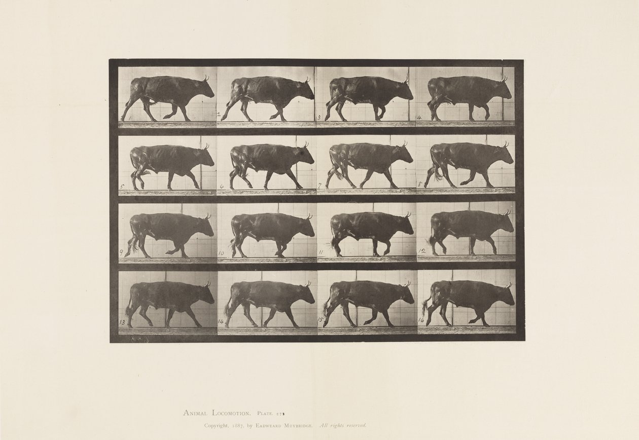 Placa 672. Buey; Trotando de Eadweard Muybridge