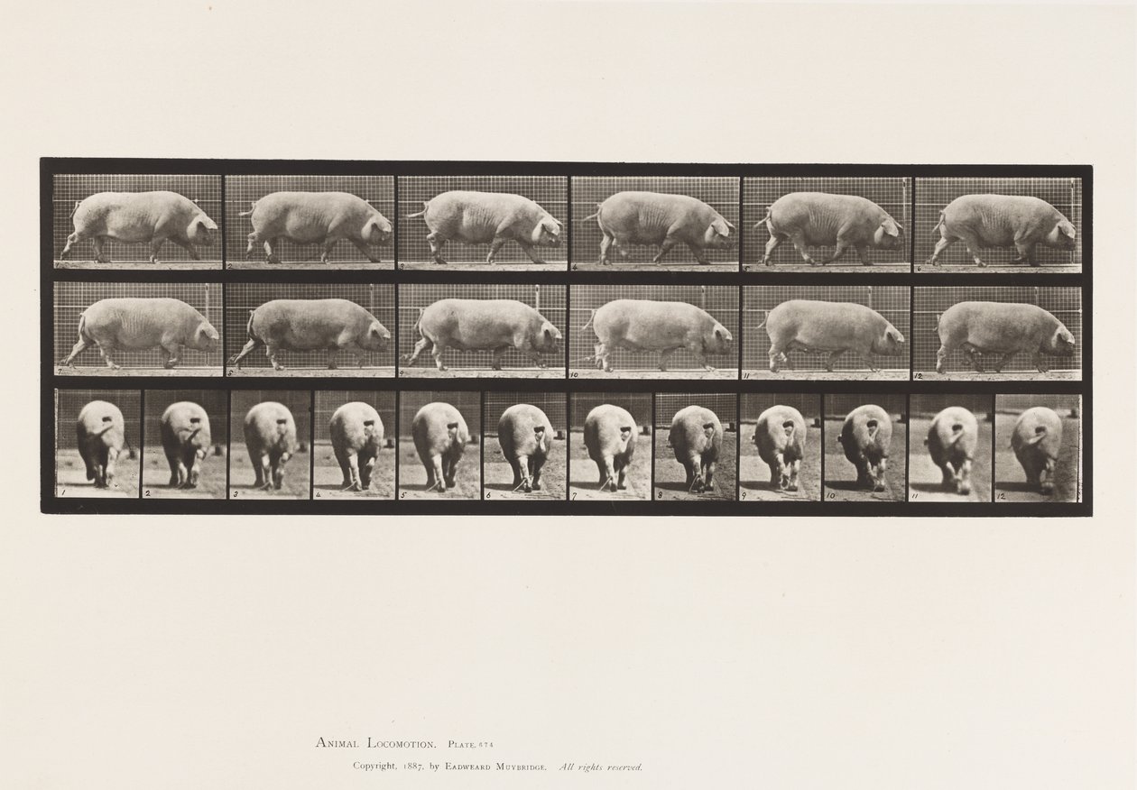 Placa 674. Cerda; Caminando de Eadweard Muybridge