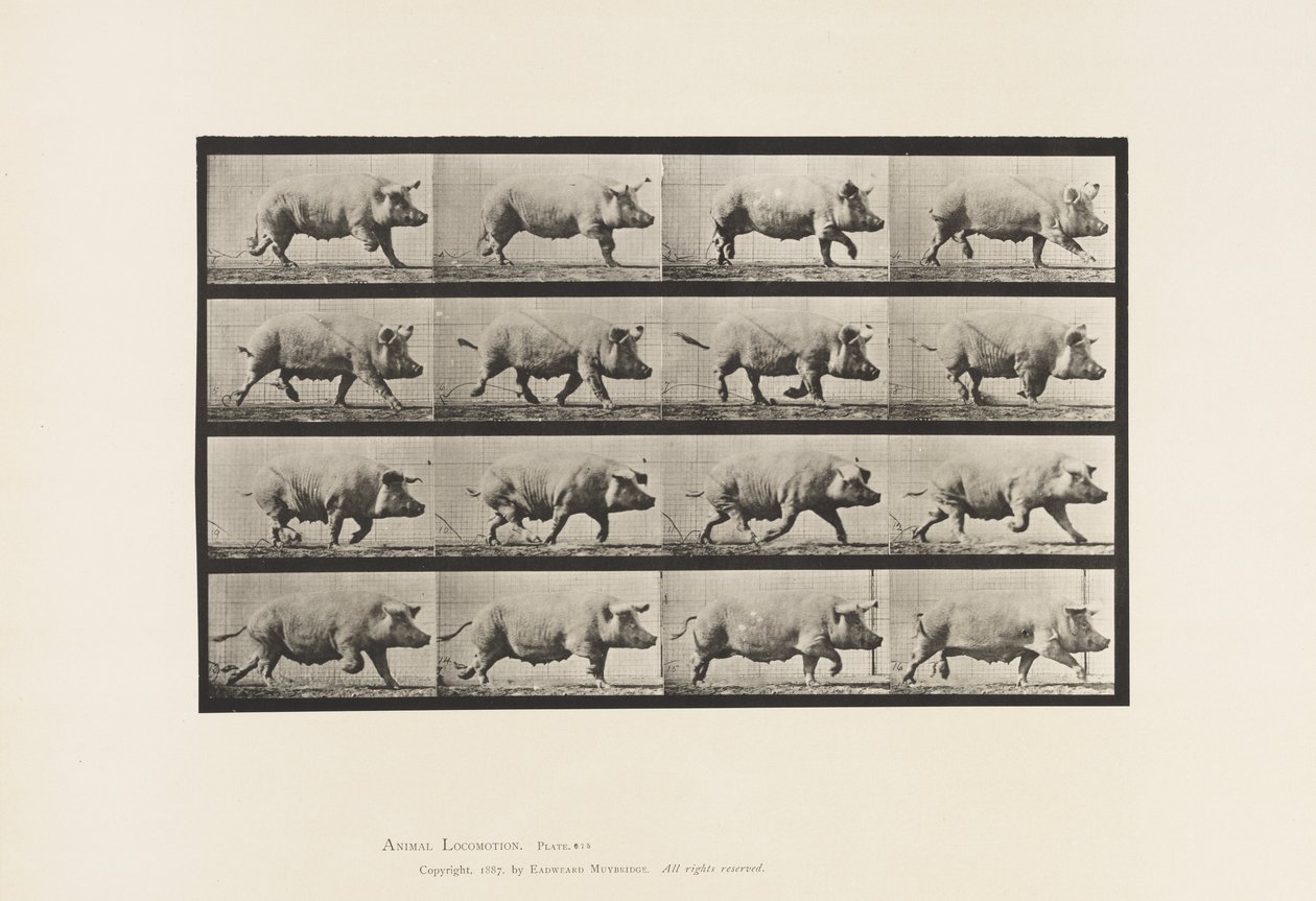 Placa 675. Cerda; Trotando de Eadweard Muybridge