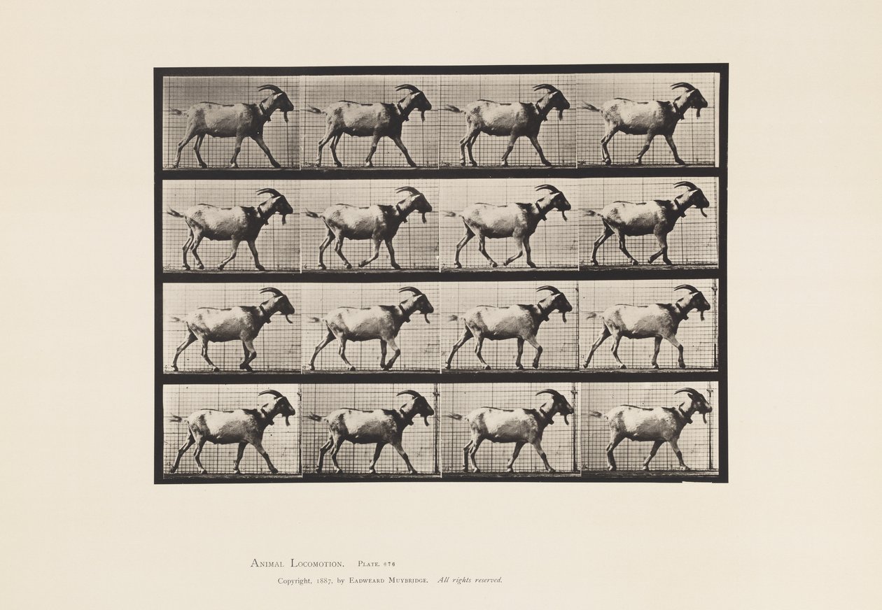 Placa 676. Cabra; Caminando de Eadweard Muybridge