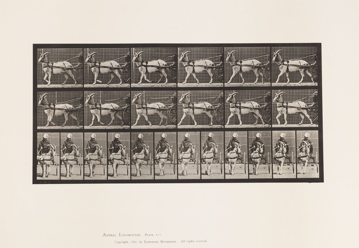 Placa 677. Cabra; Caminando en Sulky de Eadweard Muybridge