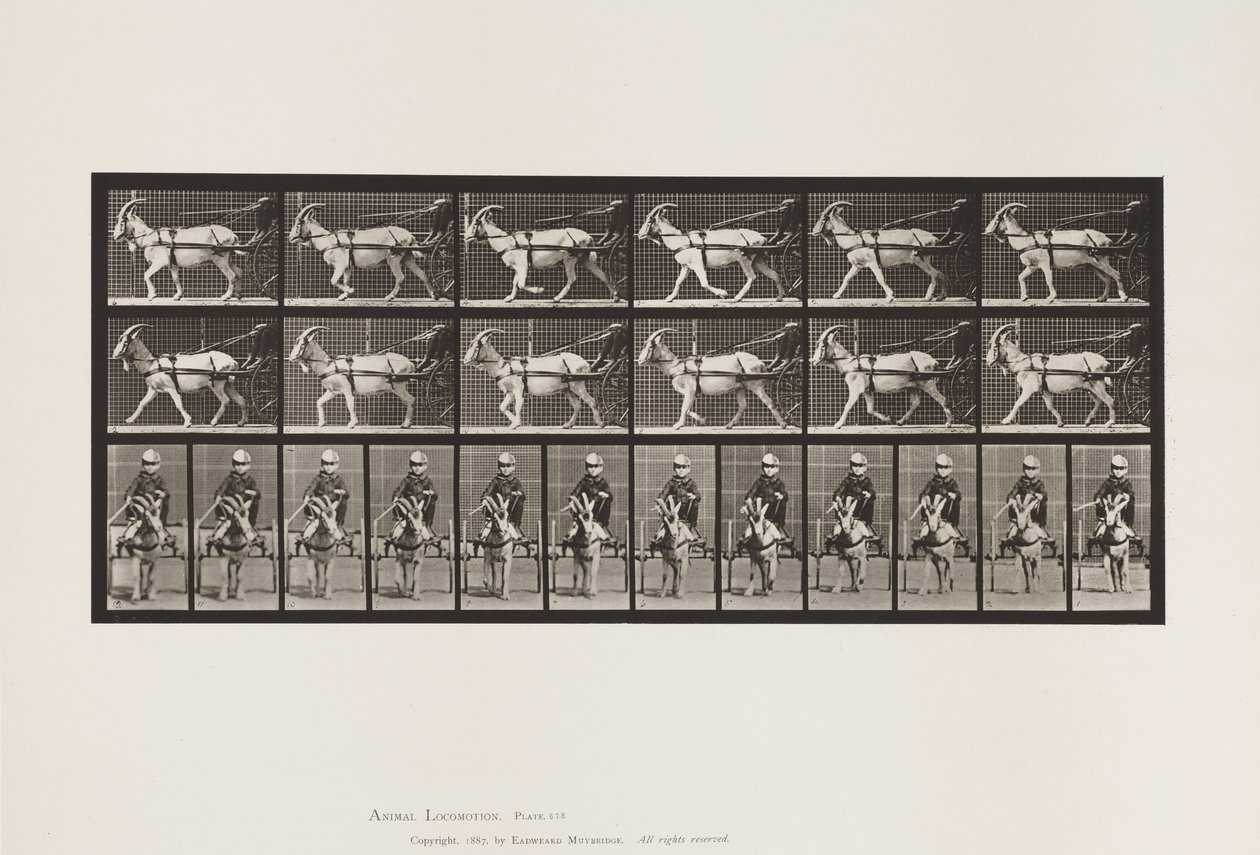 Placa 678. Cabra; Trotando, en Sulky de Eadweard Muybridge
