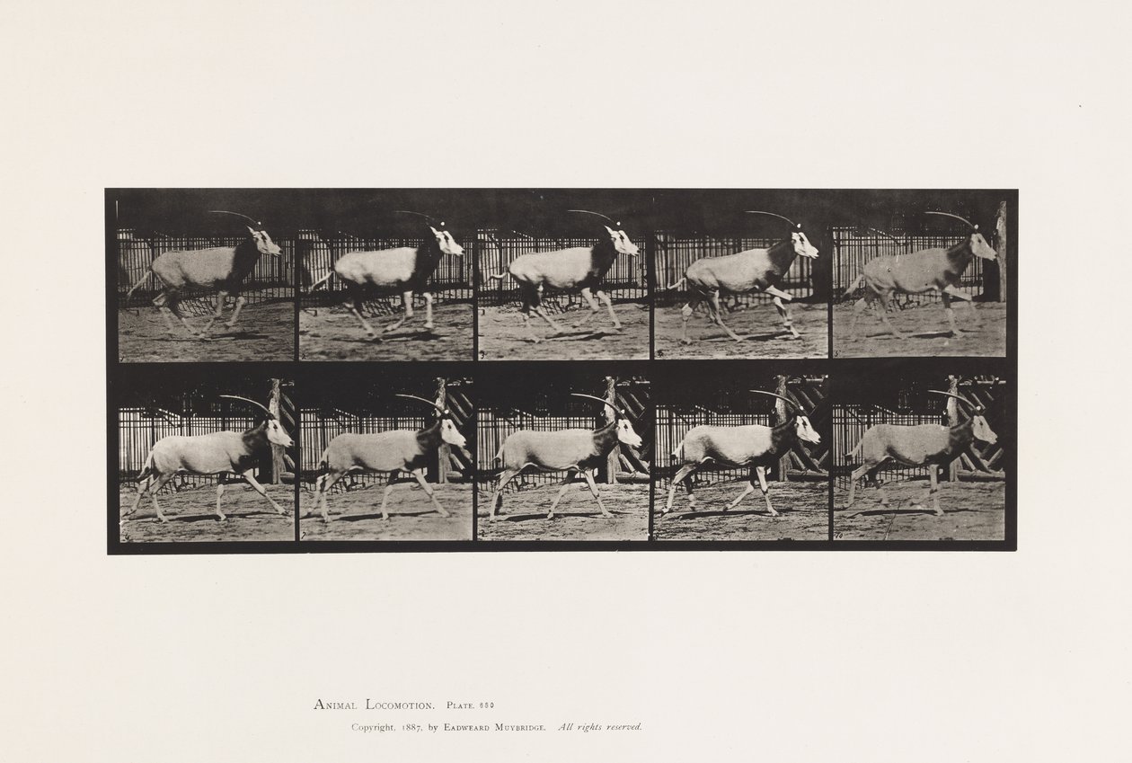 Placa 680. Órix; Galopando de Eadweard Muybridge