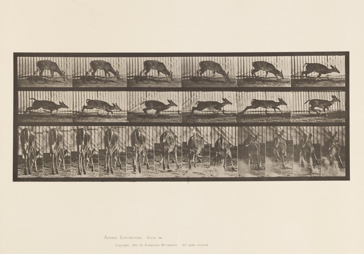 Placa 681. Ciervo de Virginia; (Sin Astas) Macho Caminando de Eadweard Muybridge