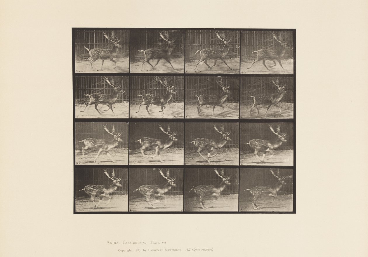 Placa 682. Ciervo Dama; Macho; A, Trotando; B, Galopando de Eadweard Muybridge