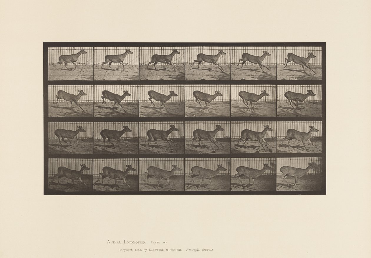 Placa 683. Ciervo de Virginia; (Sin Astas); Macho; Galopando de Eadweard Muybridge