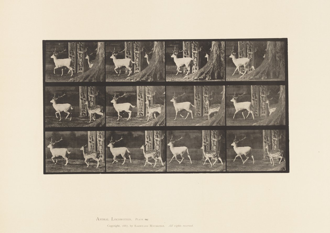 Placa 685. Ciervo Dama; Macho y Hembra; Trotando de Eadweard Muybridge