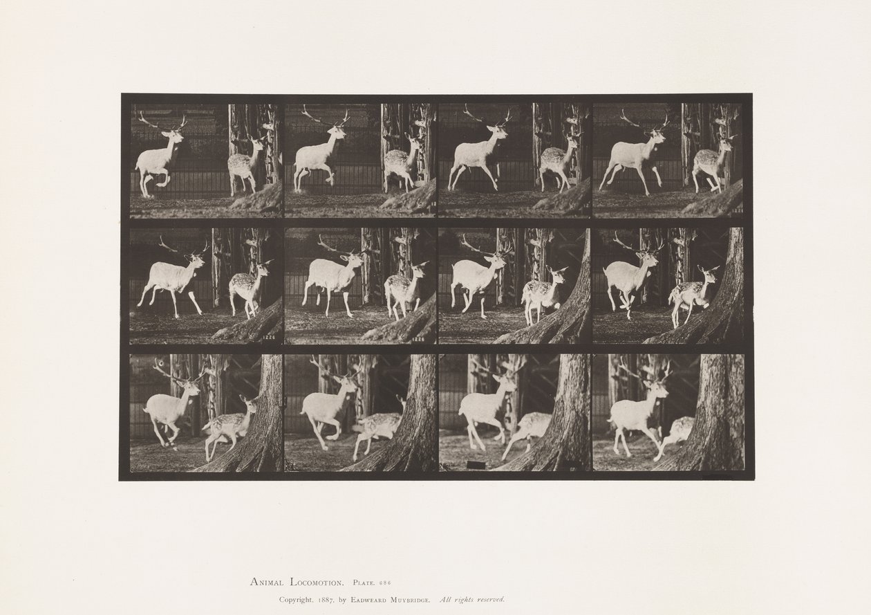 Placa 686. Ciervo Dama; Macho y Hembra; Galopando de Eadweard Muybridge