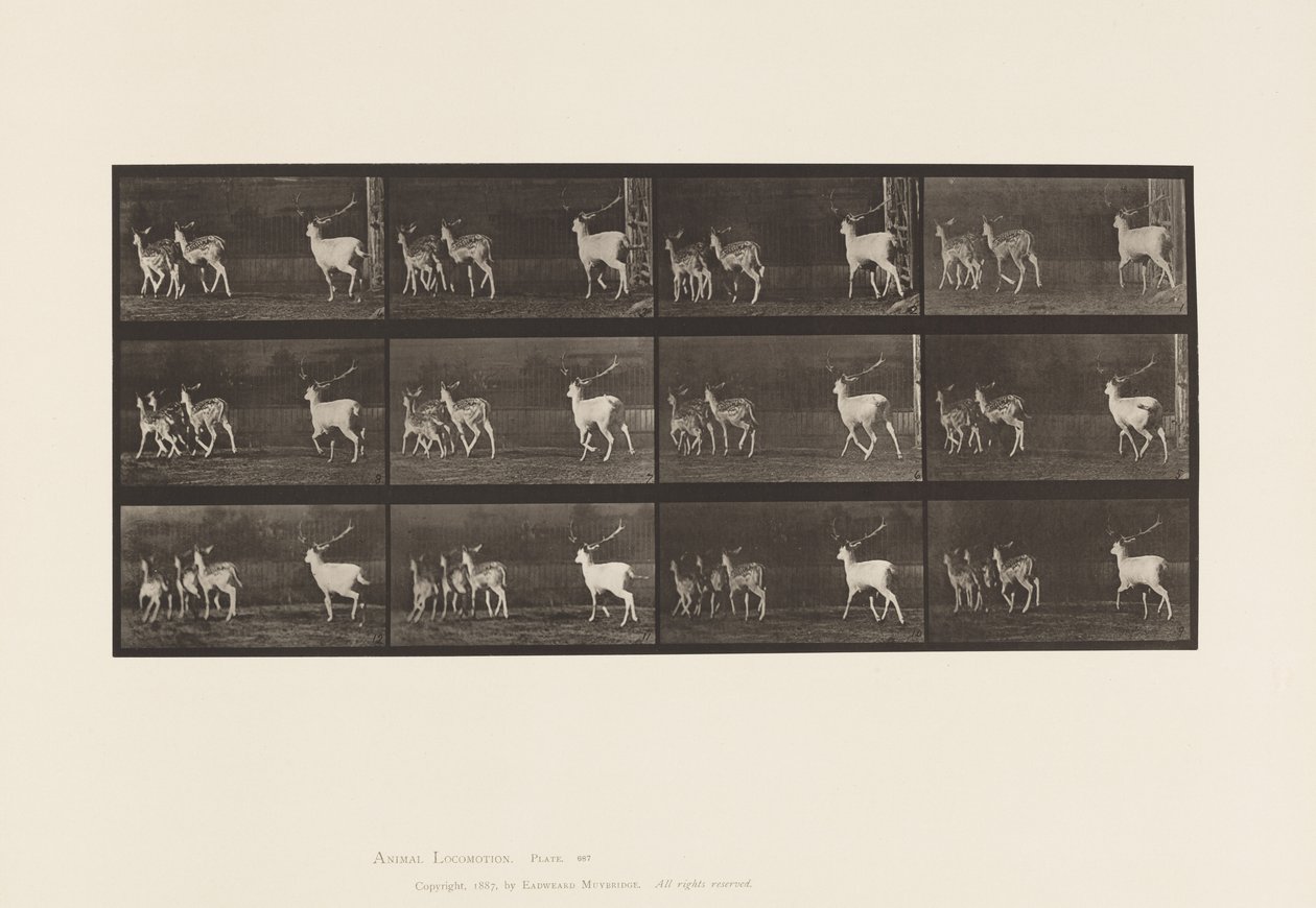 Placa 687. Ciervo Dama; Macho y Grupo de Hembras; Galopando de Eadweard Muybridge