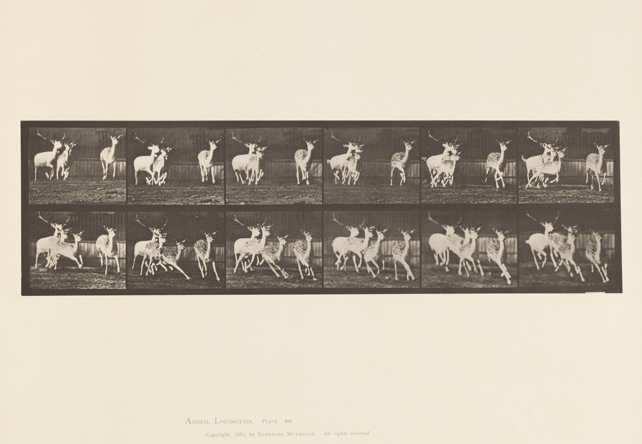 Placa 688. Ciervo Dama; Macho y Grupo de Hembras; Galopando de Eadweard Muybridge
