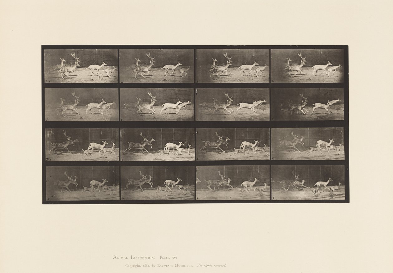 Placa 689. Ciervo común; A, B, Ciervo y Grupo de Ciervas; Galopando de Eadweard Muybridge