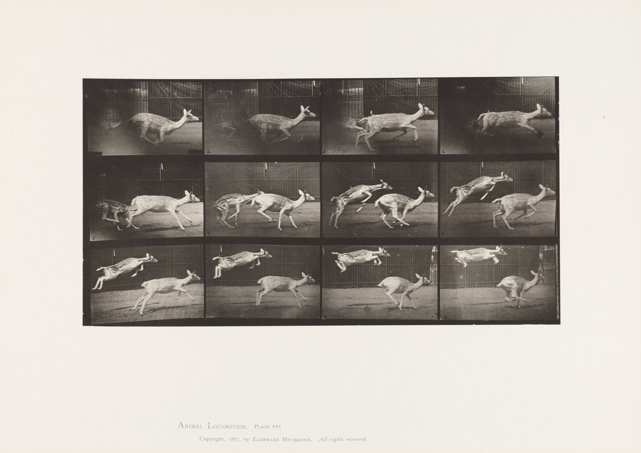 Placa 691. Ciervo común; Cierva; Galopando; y Cría; Saltando de Eadweard Muybridge