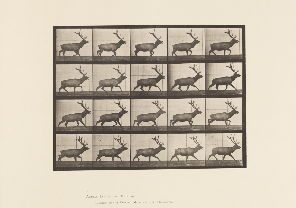 Placa 692. Alce, Trotando de Eadweard Muybridge