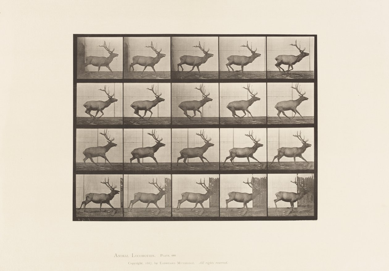 Placa 693. Alce, Galopando de Eadweard Muybridge