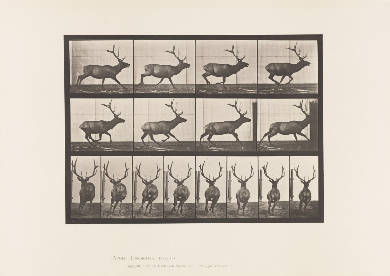 Placa 695. Alce, Galopando de Eadweard Muybridge