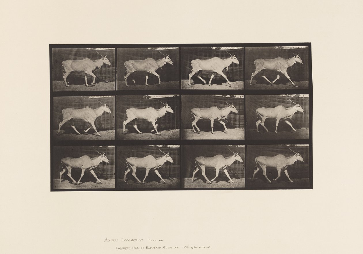 Placa 696. Elando, Trotando de Eadweard Muybridge