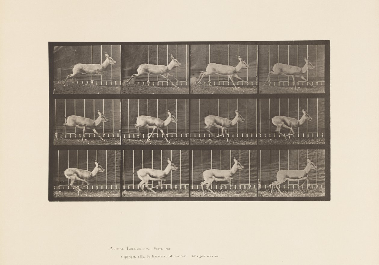 Placa 698. Antílope; Galopando de Eadweard Muybridge