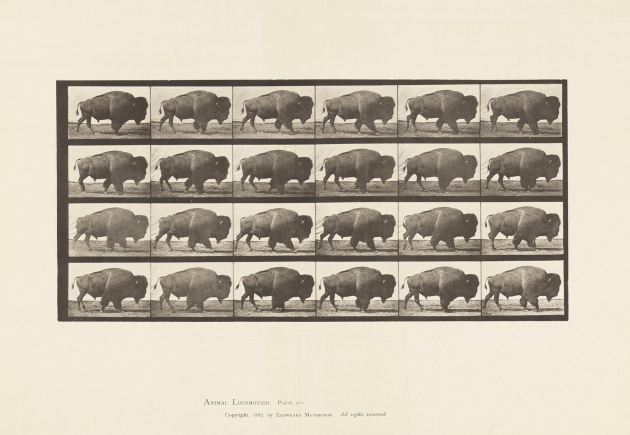 Placa 699. Búfalo; Caminando de Eadweard Muybridge