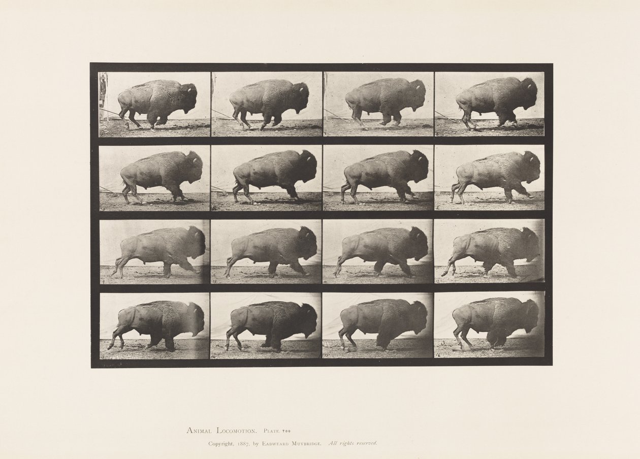 Placa 700. Búfalo; Galopando de Eadweard Muybridge