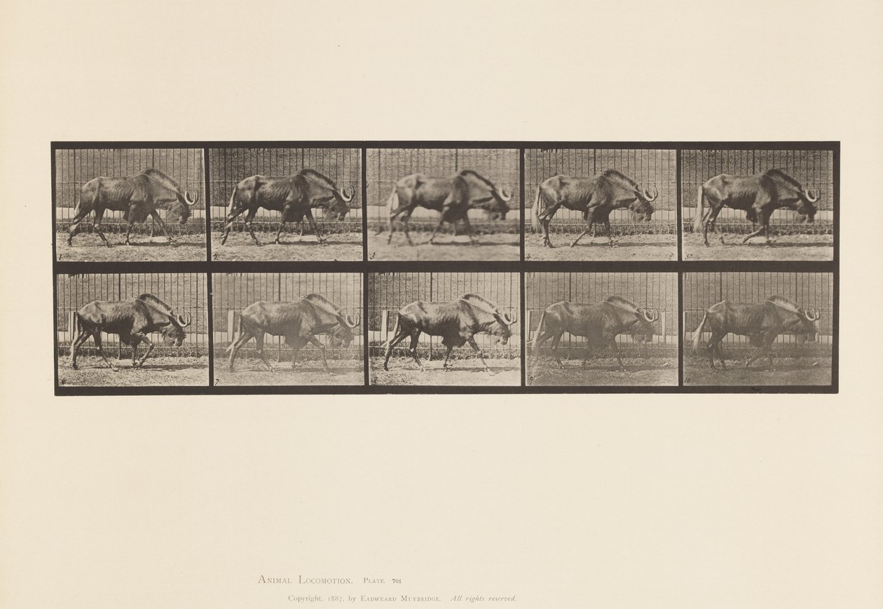 Placa 701. Ñu; Caminando de Eadweard Muybridge