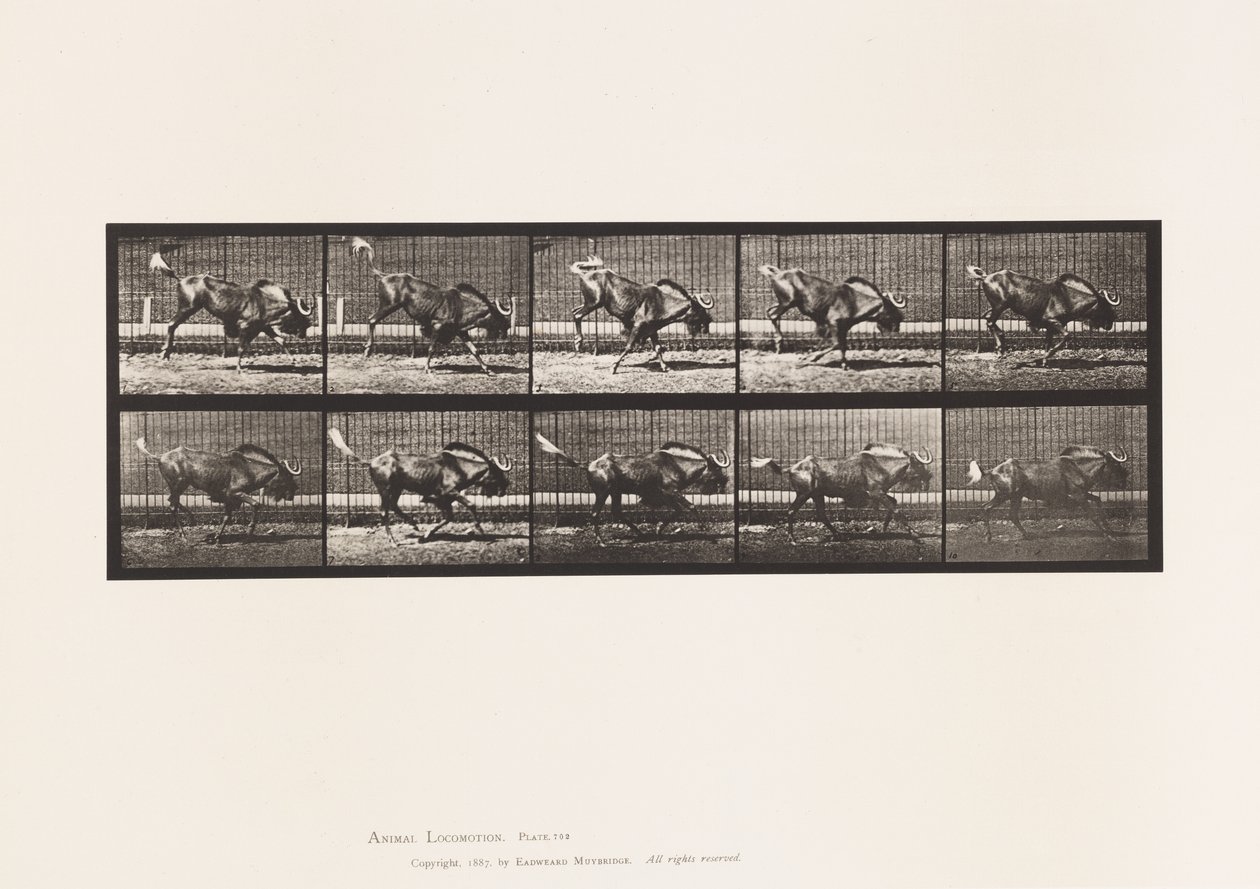 Placa 702. Ñu; Saltando y Galopando de Eadweard Muybridge