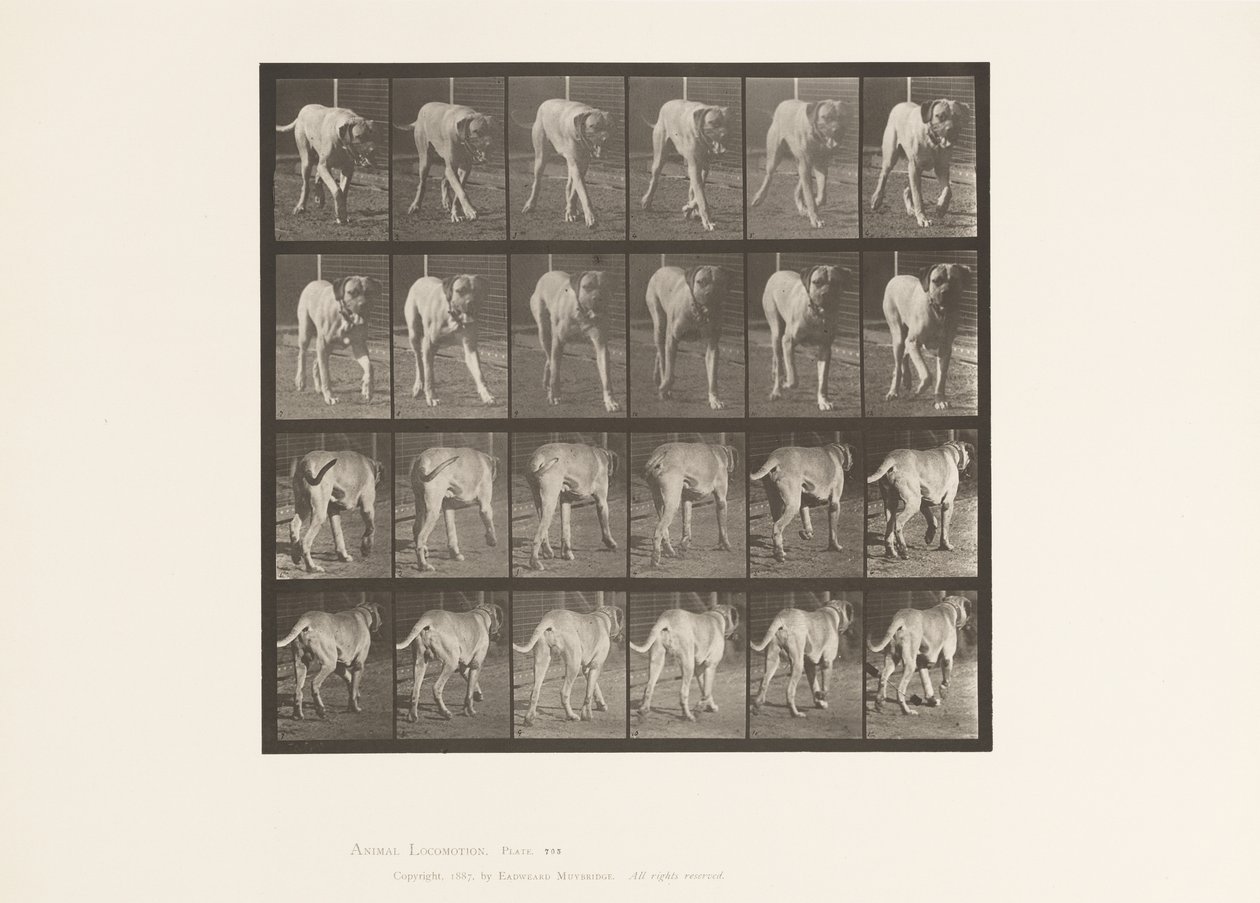 Placa 705. Perro; Trotando; Mastín de Eadweard Muybridge
