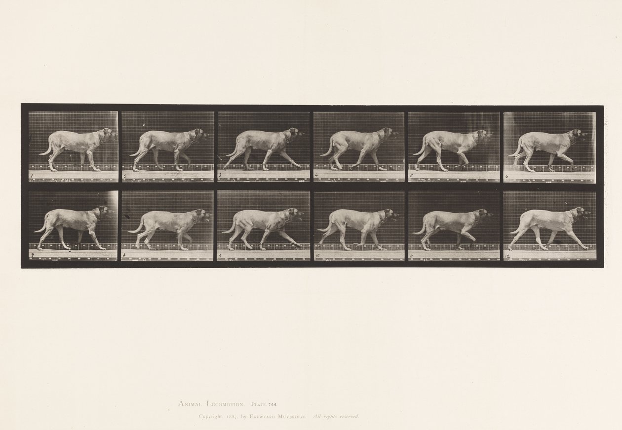 Placa 706. Perro; Trotando; Mastín de Eadweard Muybridge