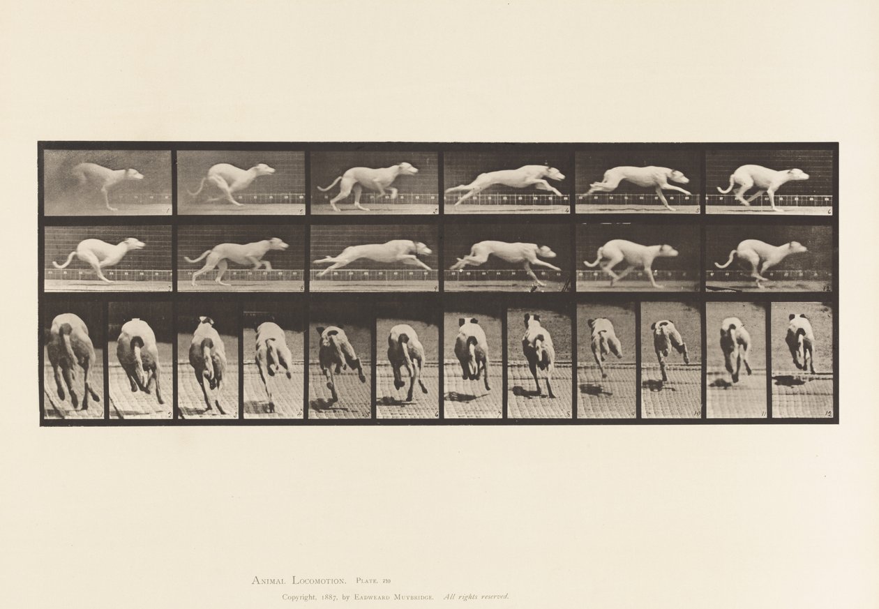 Placa 710. Perro; Galopando; Galgo blanco Maggie de Eadweard Muybridge