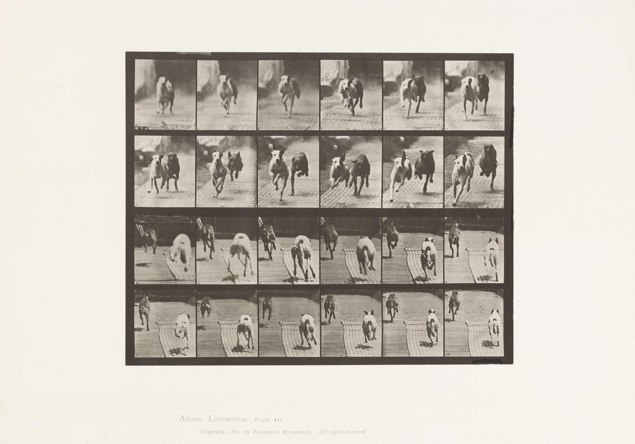 Placa 711. Perros; Dos Corriendo; A, B; Perros de Carrera, Ike & Maggie de Eadweard Muybridge