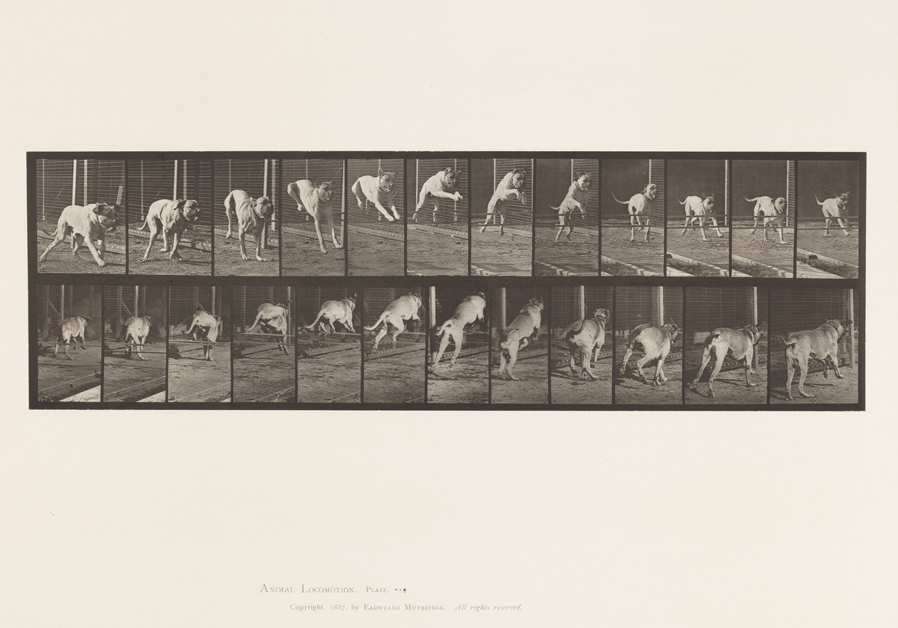 Placa 712. Perro; Saltando Valla; Mastín, Dread de Eadweard Muybridge
