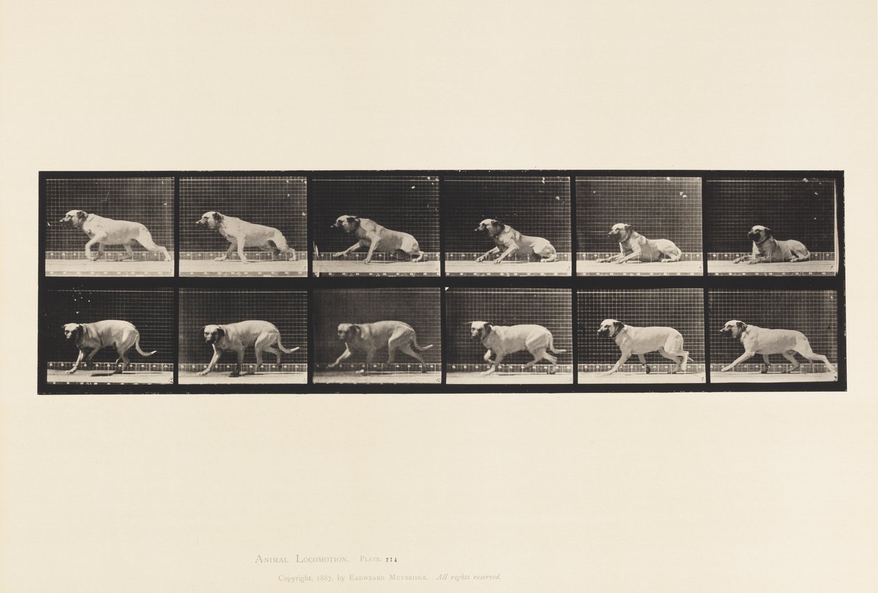 Placa 714. Perro; Despertado por un Torpedo; Mastín-Smith de Eadweard Muybridge