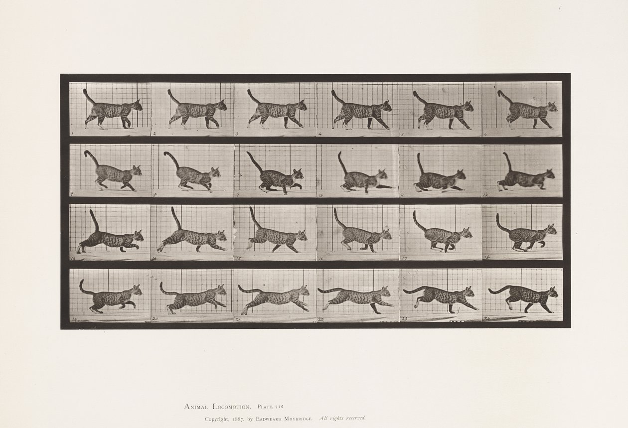 Placa 716. Gato; Caminando, Cambio a Galopando de Eadweard Muybridge