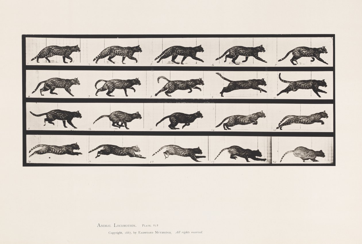 Placa 717. Gato; Trotando; Cambio a Galopar de Eadweard Muybridge